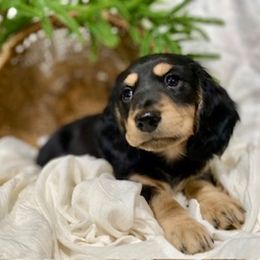 Dachshund Puppies from Down The Hill Potterdale