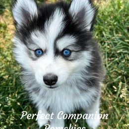 Pomsky Puppies from Perfect Companion Pomskies