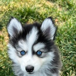 Pomsky Puppies from Perfect Companion Pomskies