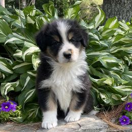 Calvin - Black tri-color male Australian Shepherd puppy in Winslow, Maine from Cowboy Aussies