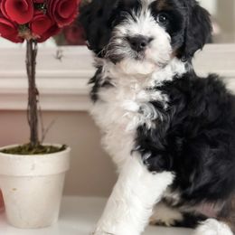 Bernedoodle Puppies from Furry Tail Doodles