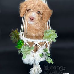 Assorted Doodle Crosses and Goldendoodle Puppies from Cynology Doodles
