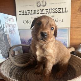 Maroon - Golden male Golden Retriever puppy in Leadore, Idaho from Gunsight Goldens