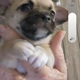 Andy - Fawn and white male Chihuahua puppy in Nc, Florida from Brusseluv2