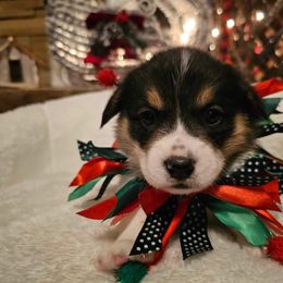 Girl 2 - White and black Pembroke Welsh Corgi puppy in Atascadero, California from California Corgis and Kunes