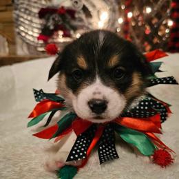 Girl 2 - White and black Pembroke Welsh Corgi puppy in Atascadero, California from California Corgis and Kunes