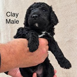 Clay - Black male Poodle puppy in Woodleaf, North Carolina from Circle T Ranch K9s