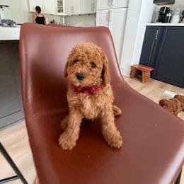 Spider-Man - Red  male Goldendoodle puppy in Charlotte, North Carolina from Barkins and Company