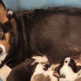 Collies and Pembroke Welsh Corgis from Dunnideer Farm