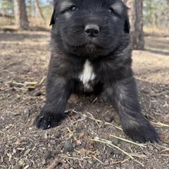Aussiedoodle and Sarplaninac Puppies from Pesky Redneck Mini Ranch