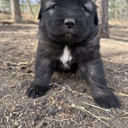 Aussiedoodle and Sarplaninac Puppies from Pesky Redneck Mini Ranch