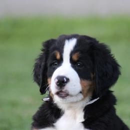 Bernese Mountain Dog Puppies from Bernese Beauties