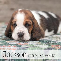 Jackson - Black white and brown male Basset Hound puppy in Jefferson City, Missouri from Triple Hill Farm