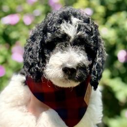 Kawasaki 'Kawa' - Parti male Goldendoodle puppy in Dayton, Ohio from Perks Court Doodles