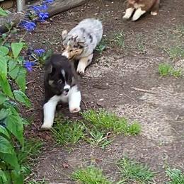 Australian Shepherd Puppies from Firelight Australian Shepherds