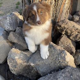 Australian Shepherd Puppies from Storybrooke Australian Shepherds