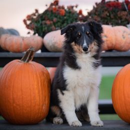 Blaze- Blair - Black white and tan female Shetland Sheepdog puppy in Chaumont, New York from GrapeView Shetland Sheepdogs