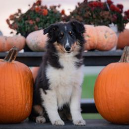 Blaze- Blair - Black white and tan female Shetland Sheepdog puppy in Chaumont, New York from GrapeView Shetland Sheepdogs