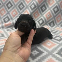 BOY 2 - Black male Dachshund puppy in Hoover, Alabama from Tide Town Doxies