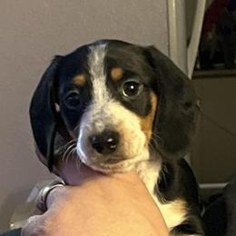 Dachshund Puppies from Scottland Ranch Dachshunds