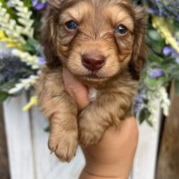 Boy one - Chocolate and cream male Dachshund puppy in Payette, Idaho from NT Mini Doxies