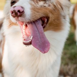 Australian Shepherds from Authentic Aussies