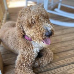 Ella - Poodle