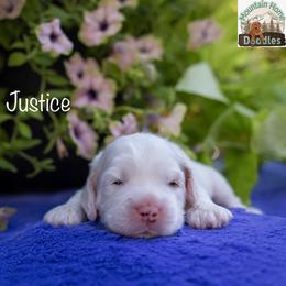 Justice - Apricot male Australian Labradoodle puppy in Cashmere, Washington from Mountain Home Doodles