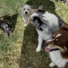 Australian Shepherds from Arrow V Aussies