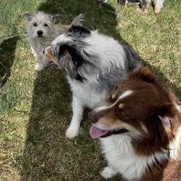 Australian Shepherds from Arrow V Aussies