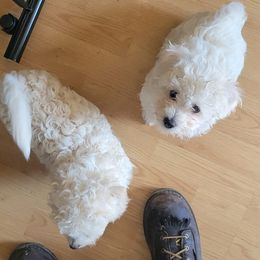 Bichon Frises from Mel's boshons