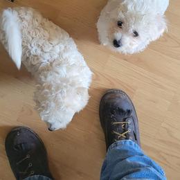 Bichon Frises from Mel's boshons