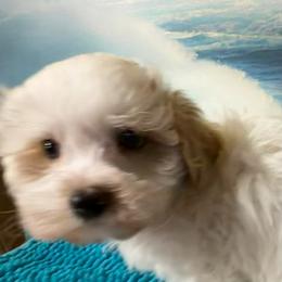 Houston - Parti male Maltipoo puppy in Lawrenceburg, Tennessee from LUV Poodles and Maltipoos
