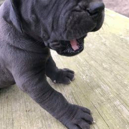 Great Dane and Miniature Schnauzer Puppies from River Valley Great Danes