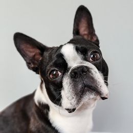Z - Boston Terrier