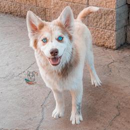 Melody - Merle female Pomsky puppy in Cleveland, Ohio from Lake Point Pomskies