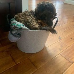 Havanese All Grown Up from Spring Meadow Havanese