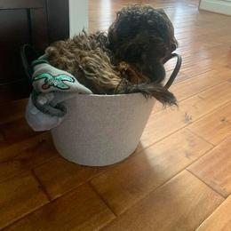 Havanese All Grown Up from Spring Meadow Havanese