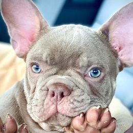 French Bulldogs from Pettybilt Frenchies
