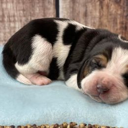 Basset Hound Puppies from Blessed Bassets