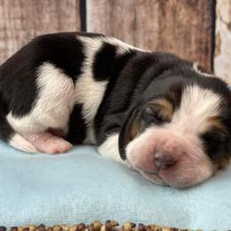 Basset Hound Puppies from Blessed Bassets