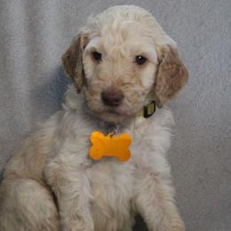 Peppermint - Cream female Goldendoodle puppy in Howard City, Michigan from Doodles and Chaos