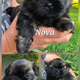 Shih Tzu Puppies from Cutie Pie Shih Tzus