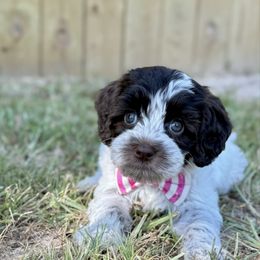 Tammy - Pink - Chocolate female Australian Labradoodle puppy in Calhoun, Louisiana from Arrowhead Australian Labradoodles