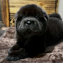 Chinese Shar-Pei Puppies from SNK Shar-Pei