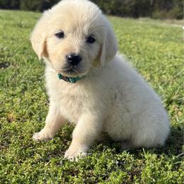 Molly - Light golden female Golden Retriever puppy in Marshfield, Missouri from Charm Puppies