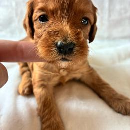Kanga - Red female Cockapoo puppy in Adrian, Oregon from ApplebyFarm