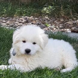 Mr White - White male Great Pyrenees puppy in Idaho from Portneuf Range Pyrenees