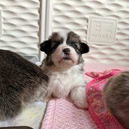 Eugene - Sable male Pembroke Welsh Corgi puppy in Cheyenne, Wyoming from BriarFox Welsh Corgis