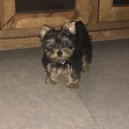 Biewer Terrier and Yorkshire Terrier Puppies from York Town California